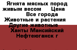 Ягнята мясных пород живым весом.  › Цена ­ 125 - Все города Животные и растения » Другие животные   . Ханты-Мансийский,Нефтеюганск г.